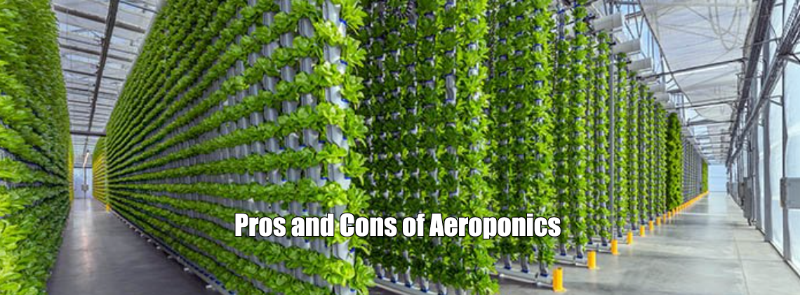 Pros and Cons of Aeroponics